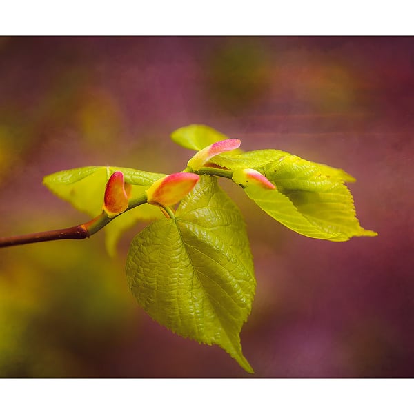 Spring Leaves Awakening Fine Art Nature Print A4 and A3
