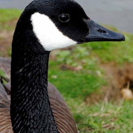 Canada Goose Canadian Geese Wild Bird Photograph Print