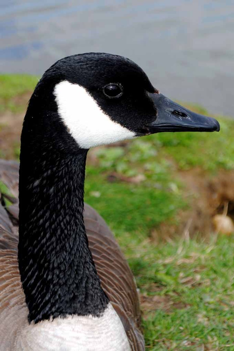 Canada Goose Canadian Geese Wild Bird Photograph Print