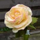 Felt Peace rose flower arrangement