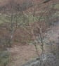 Troed Y Rhiw 10 - Image 3