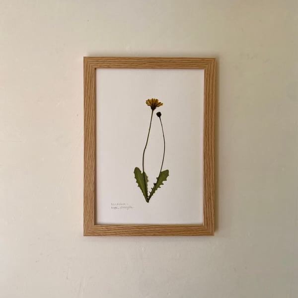 Pressed Dandelion flower - A4