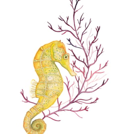 Seahorse mounted print