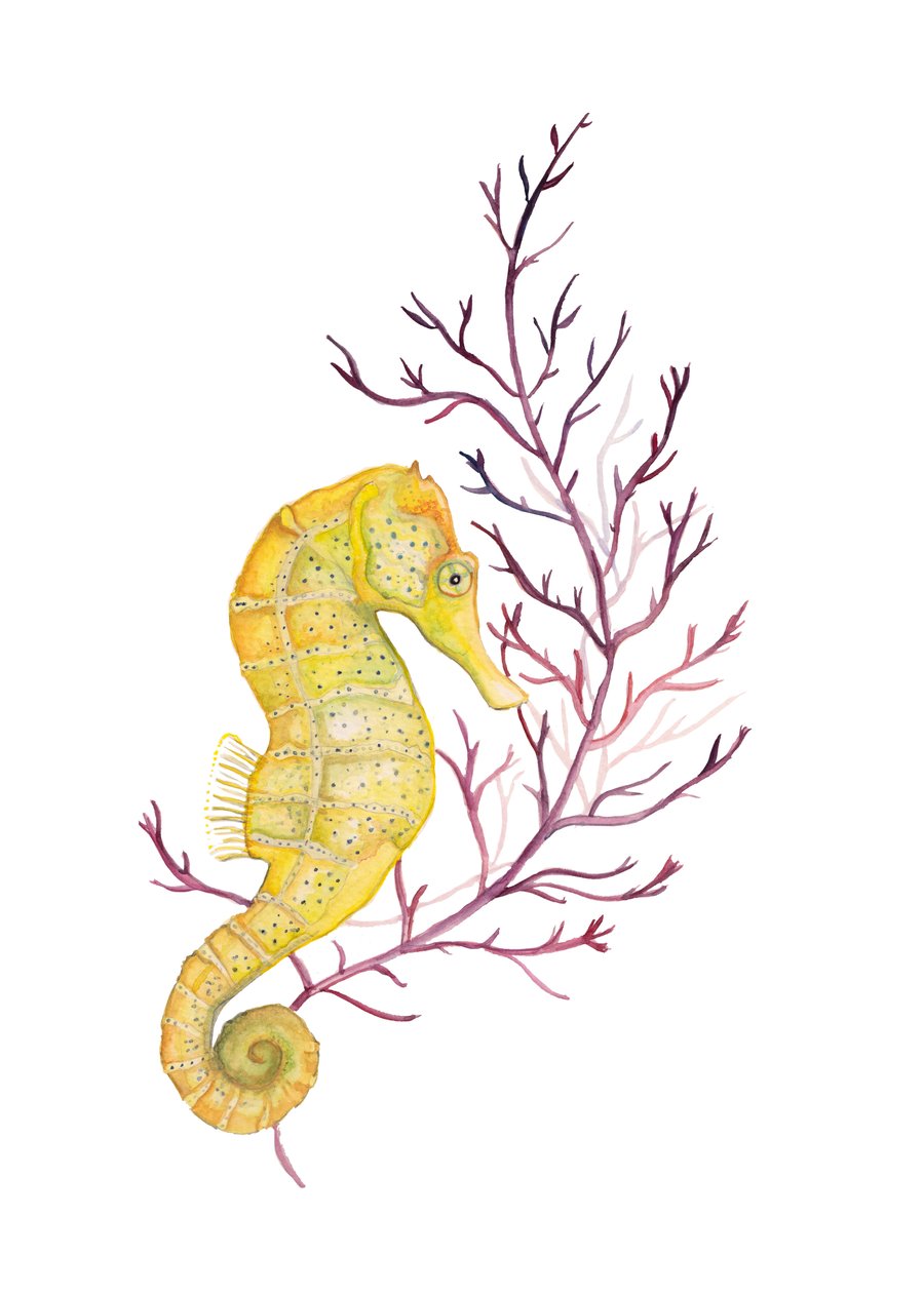 Seahorse mounted print