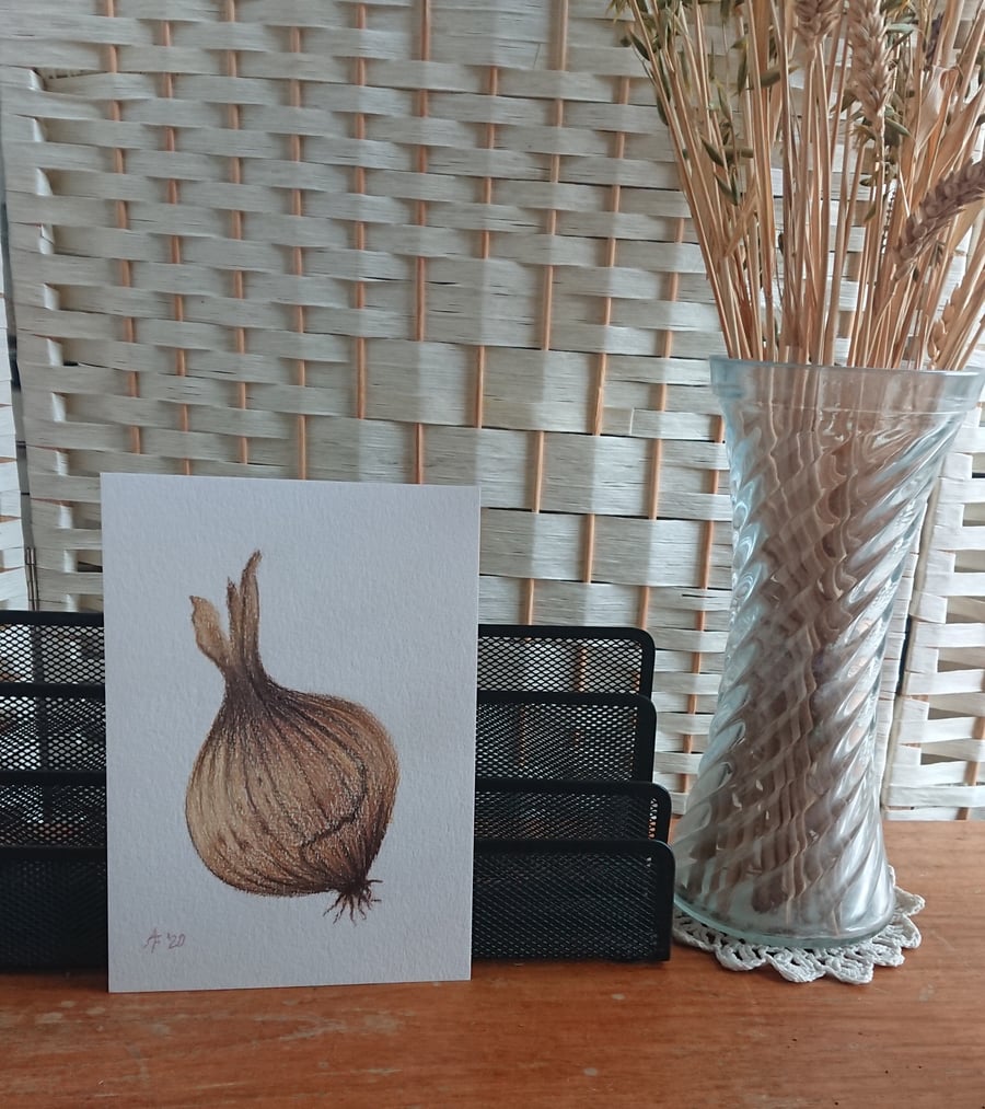 Onion handmade pencil drawing in stock, prints and cards made to order