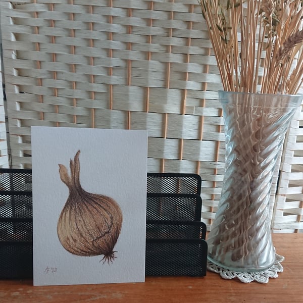 Onion original pencil drawing in stock, prints and cards made to order