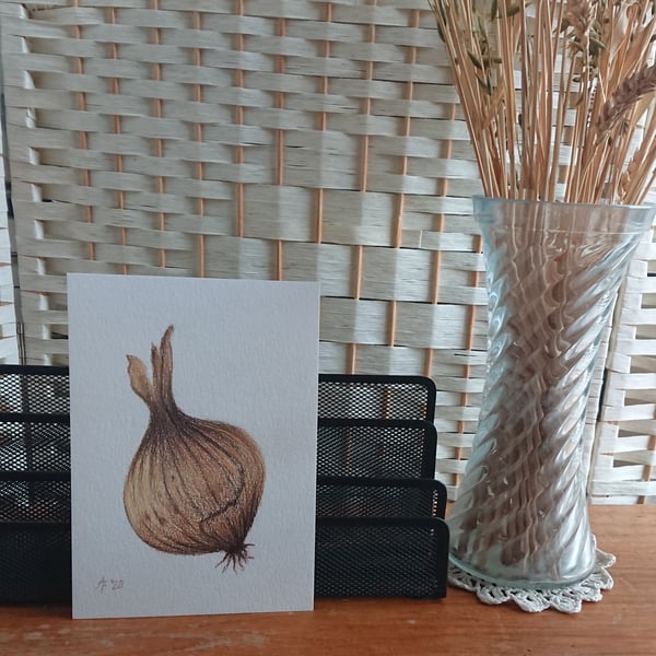 Onion handmade pencil drawing in stock, prints and cards made to order