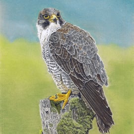 Bird on a Perch: Peregrine Falcon