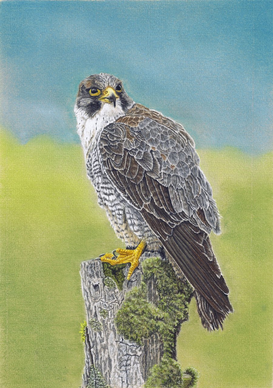 Bird on a Perch: Peregrine Falcon