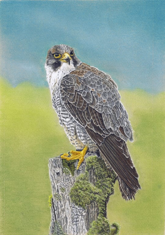 Bird on a Perch: Peregrine Falcon