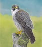 Bird on a Perch: Peregrine Falcon - Image 1