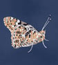 Butterfly - Original Paper Cut - Image 3
