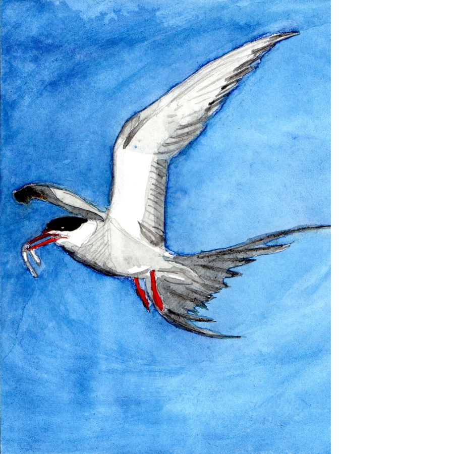 Arctic tern. Signed, original watercolour painting.