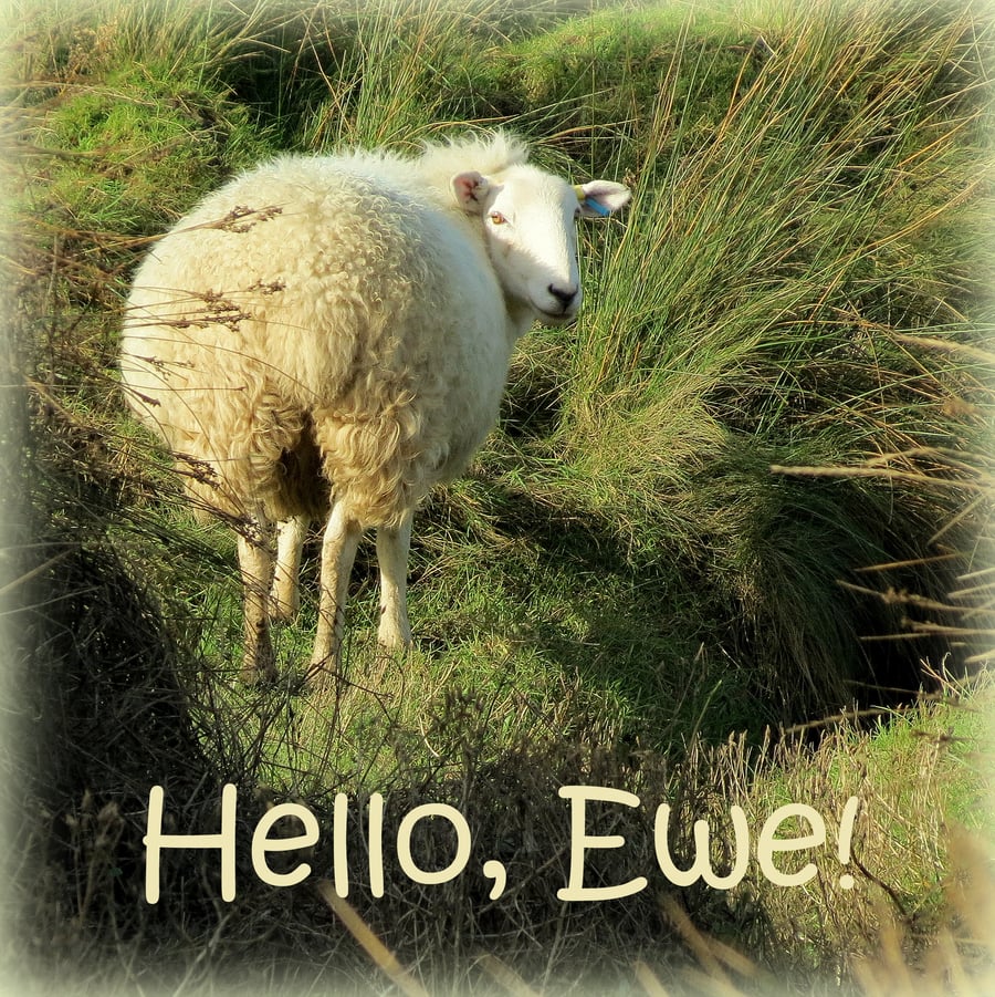 Hello, Ewe!  A card featuring an original photograph.  Blank inside.  Sheep.