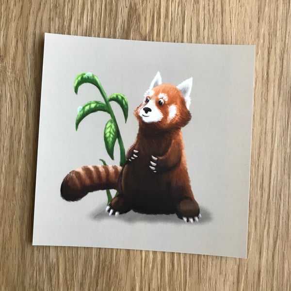 Red Panda Square Post Card Print