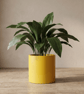 Extra Large 23 cm Sunshine Yellow Statement Plant Pot Indoor Planter