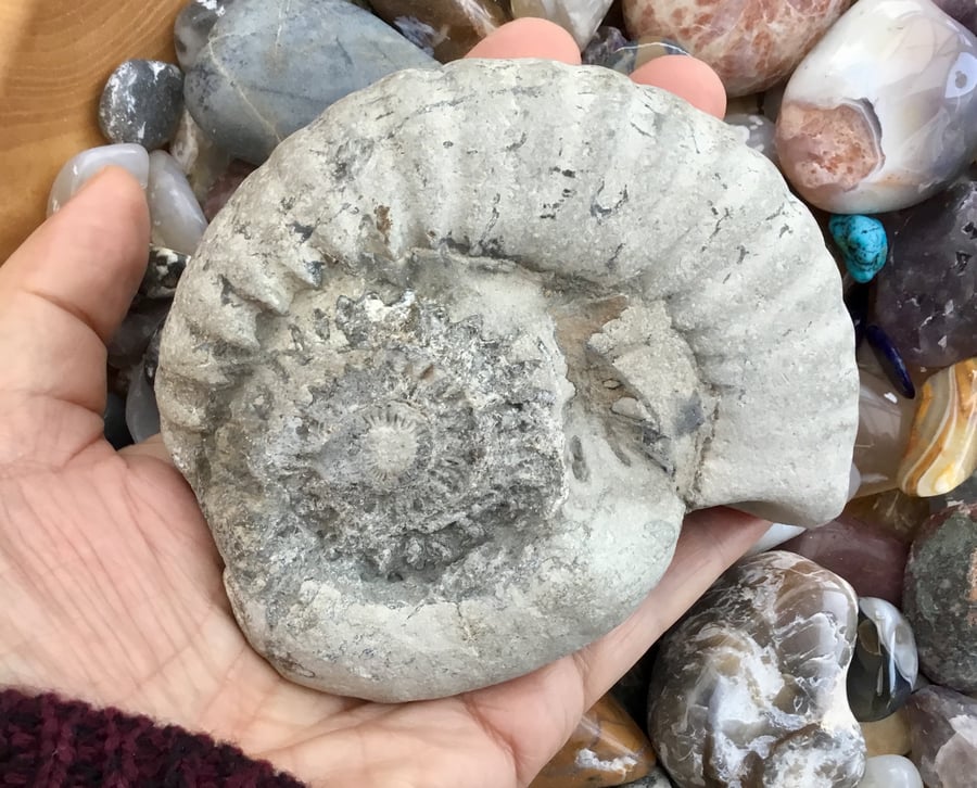 Large Rustic Ammonite Fossil Collectable, Photography Prop or Ornament.