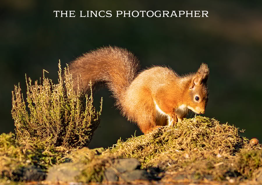 Red Squirrel print (Limited edition of 10)