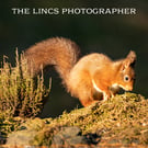 Red Squirrel print (Limited edition of 10)