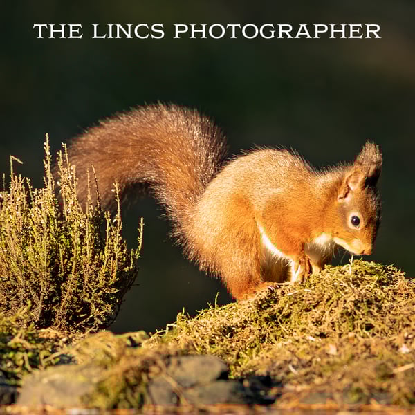 Red Squirrel print (Limited edition of 10)