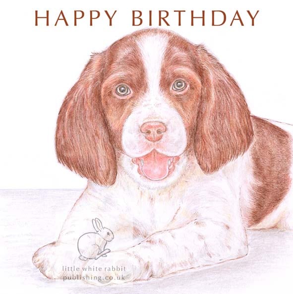 Ginny the Springer Spaniel - Birthday Card