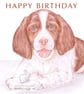Ginny the Springer Spaniel - Birthday Card - Image 1