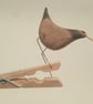 Pecking peg bird - Image 2