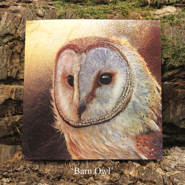 Barn Owl