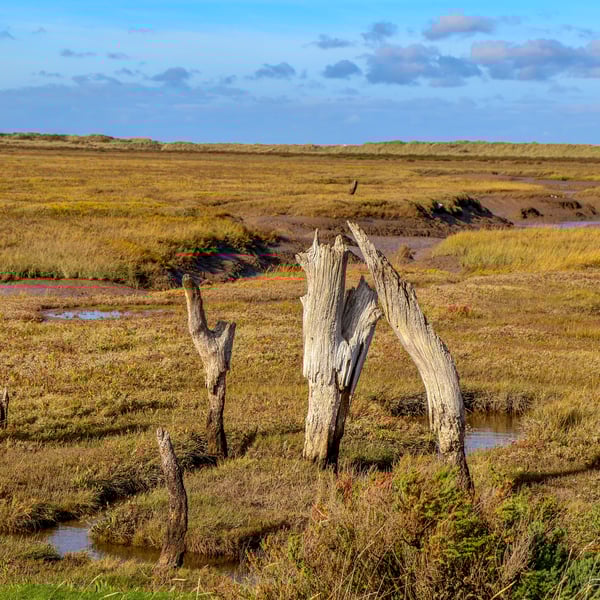Norfolk Coastline Greetings Card - Thornham Stumps - Blank Inside