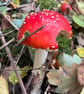 Forage  - Image 4