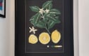 Paintings