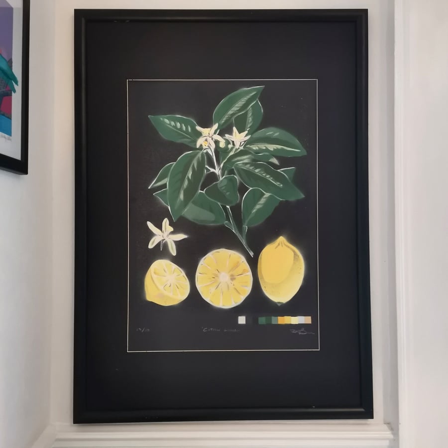 Citrus Limon