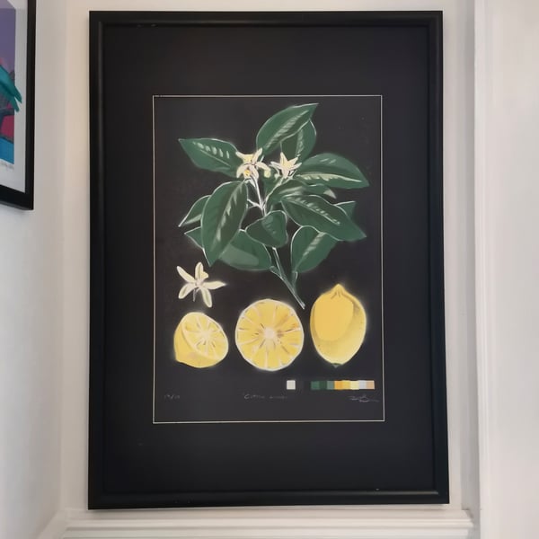Citrus Limon (Signed Original Art)
