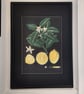 Citrus Limon