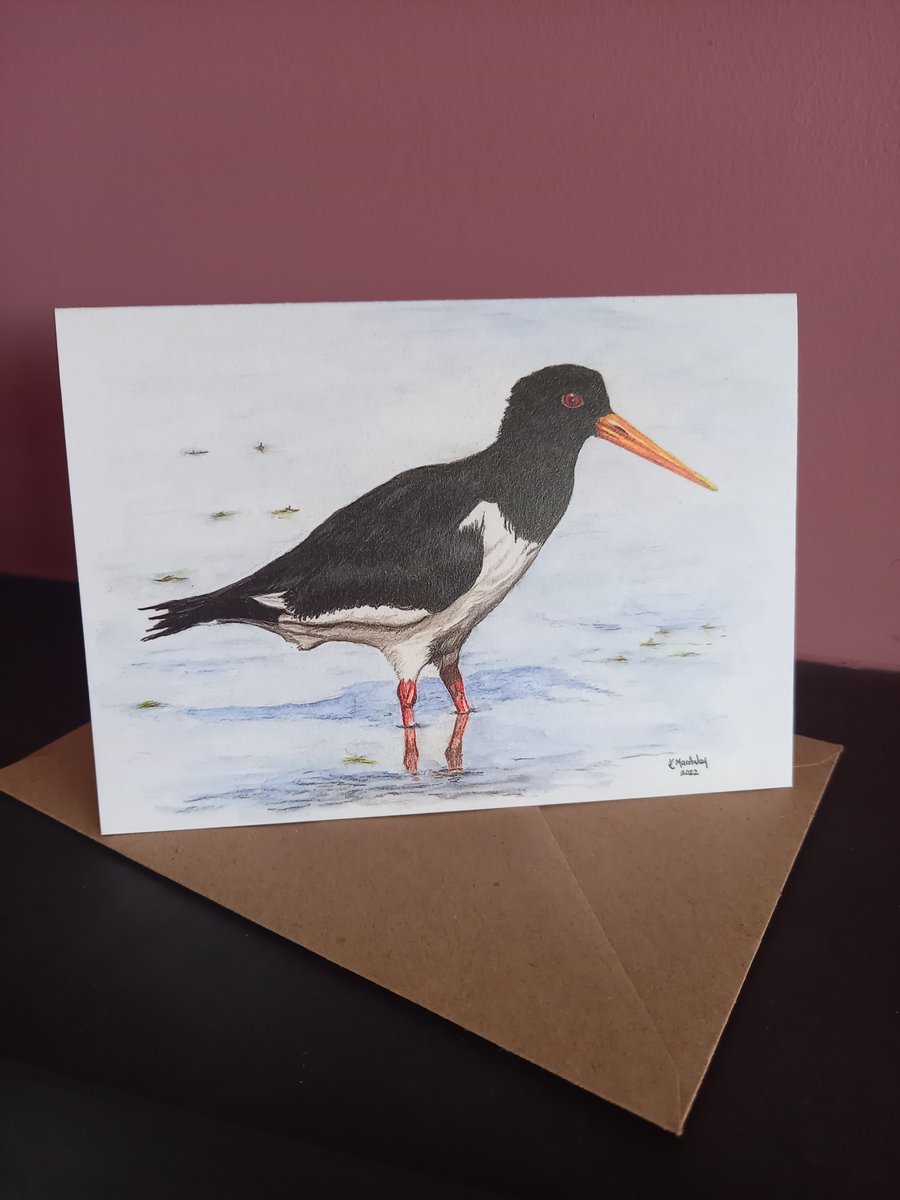 Oystercatcher Greetings card 