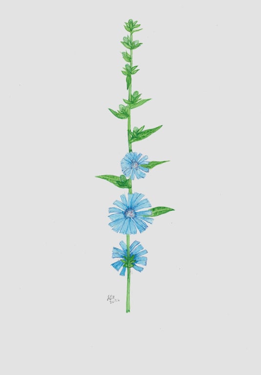 Chicory.