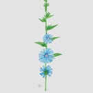Chicory.