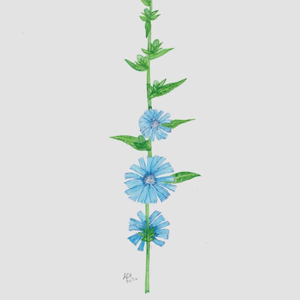 Chicory.