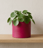 Large 15 cm Round Fuchsia Indoor Plant Pot