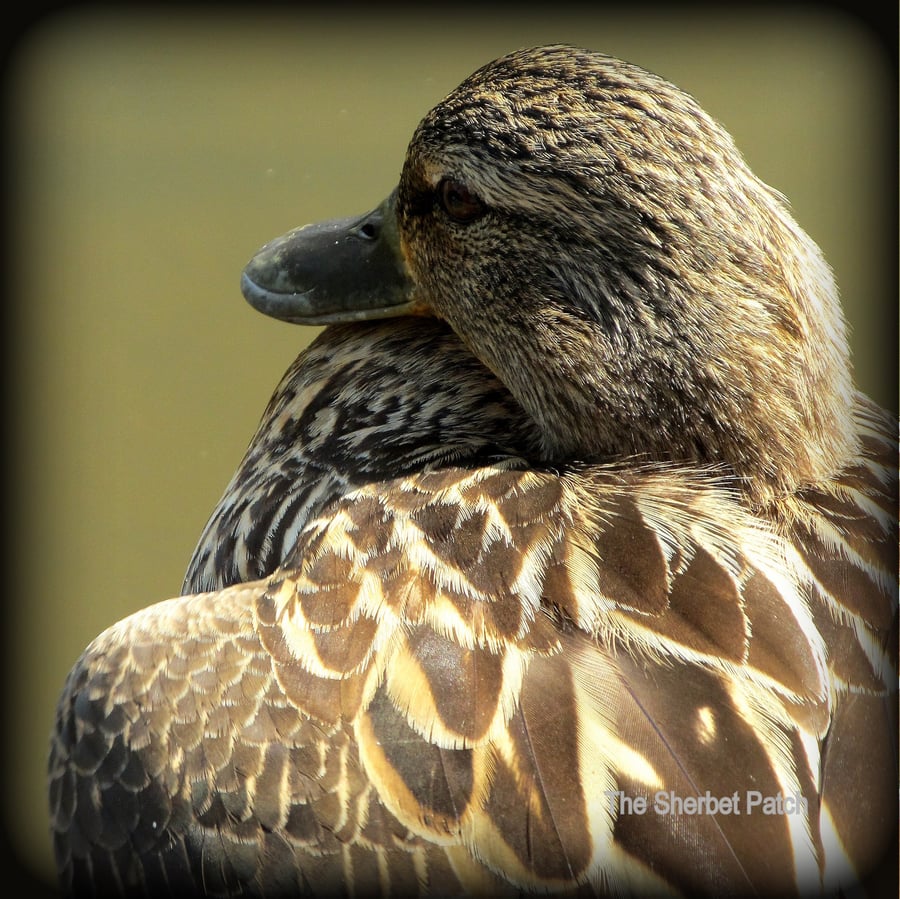 Duck.  A Blank card featuring an original photograph.    