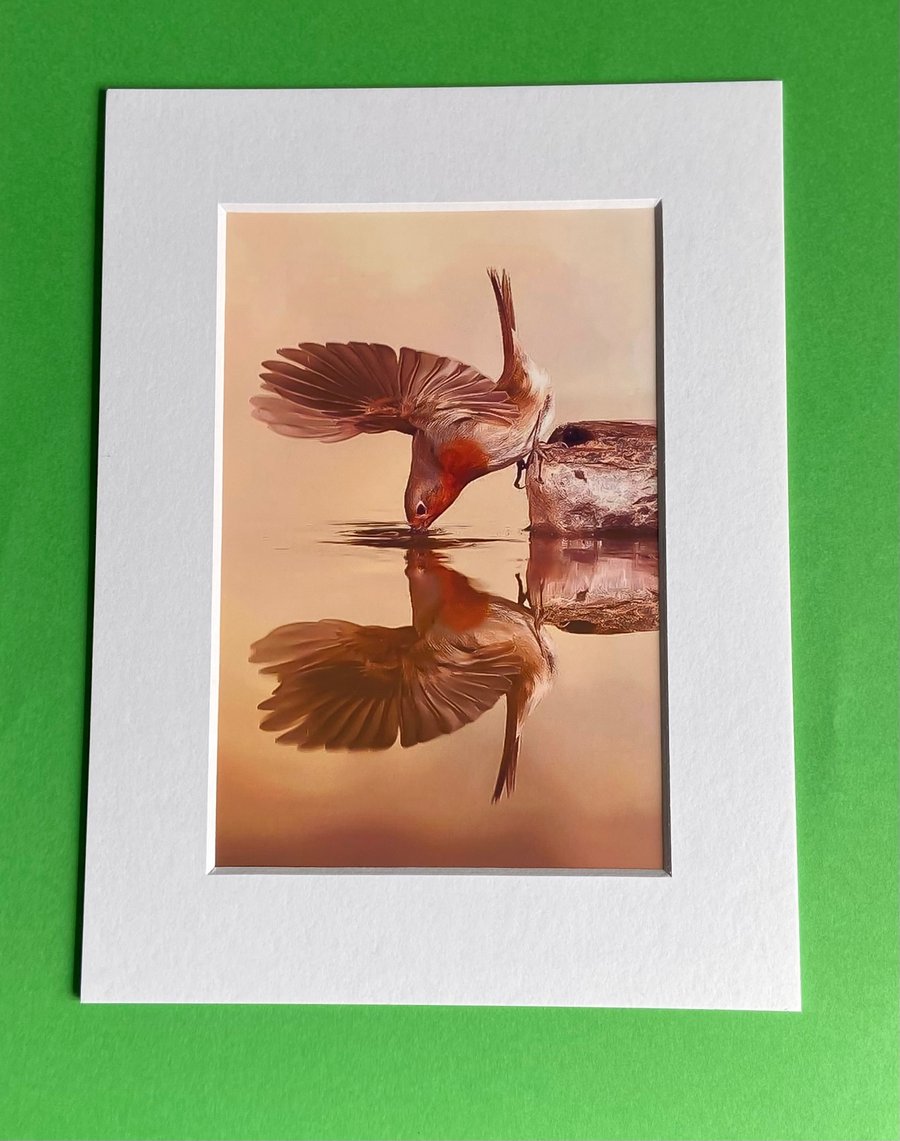 Robin Having a Drink - Photograph with White Mount and Backing Board