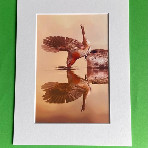 Robin Having a Drink - Photograph with White Mount and Backing Board