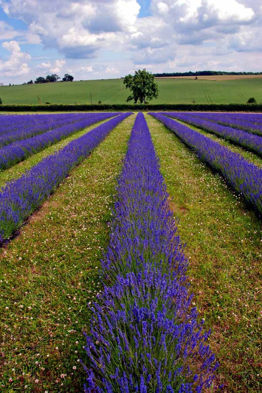 Lavender Field Purple Flowers Cotswolds Photograph Print