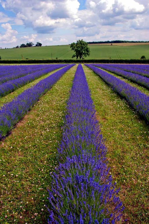 Lavender Field Purple Flowers Cotswolds Photograph Print