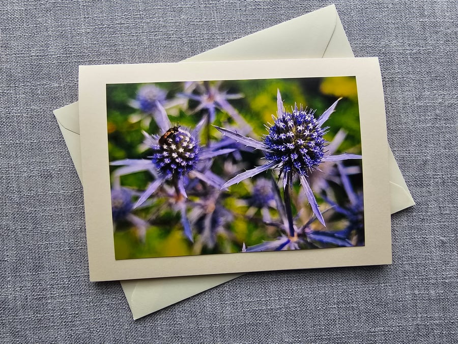 Sea Holly Large Photographic Card Size 7" x 5" (18cm x 13cm)