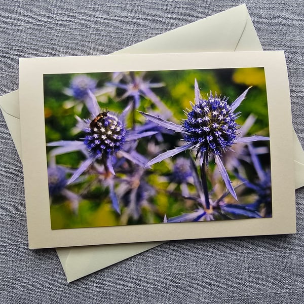 Sea Holly Large Photographic Card Size 7" x 5" (18cm x 13cm)