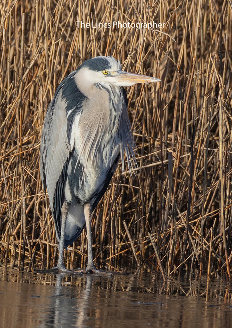 Grey Heron print (Limited edition of10)