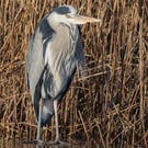 Grey Heron print (Limited edition of10)