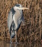 Grey Heron print (Limited edition of10)