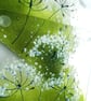 Cowparsley coasters, fused glass set of two coasters, gift for the home, wildflo - Image 10